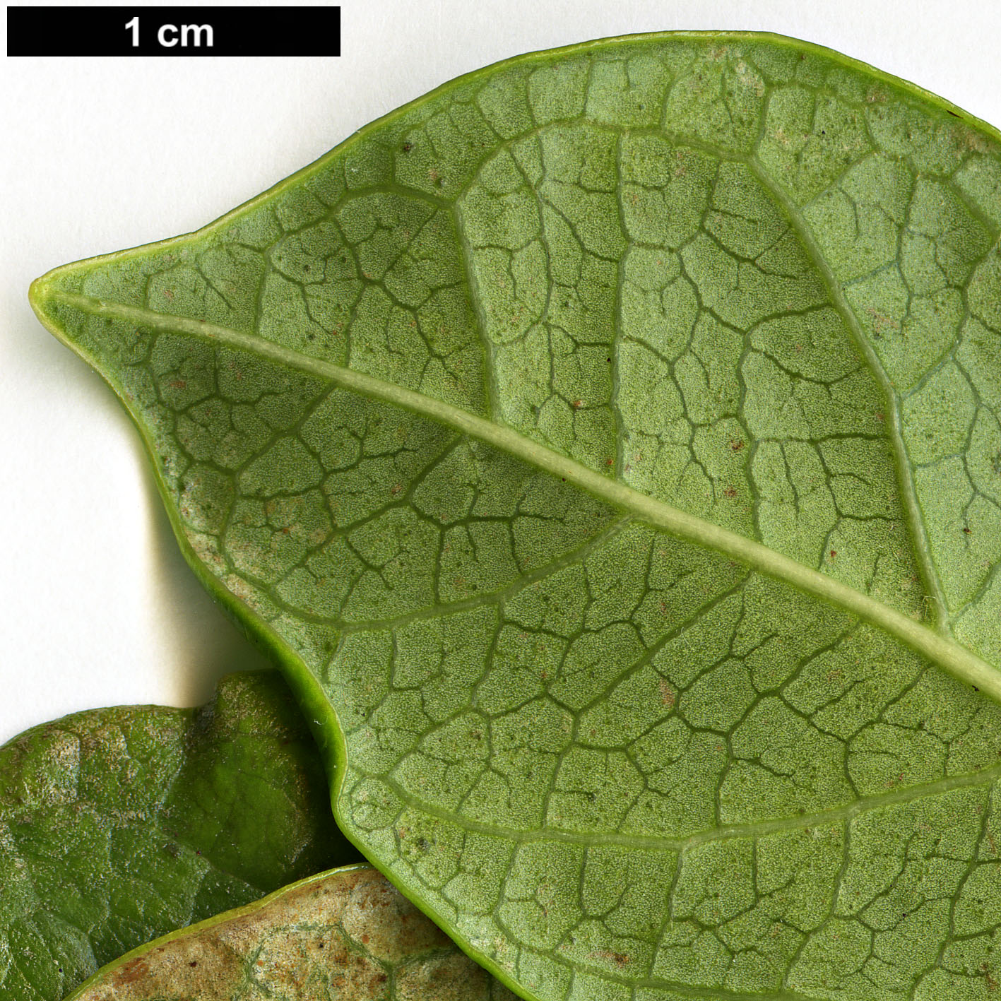 High resolution image: Family: Adoxaceae - Genus: Viburnum - Taxon: treleasei